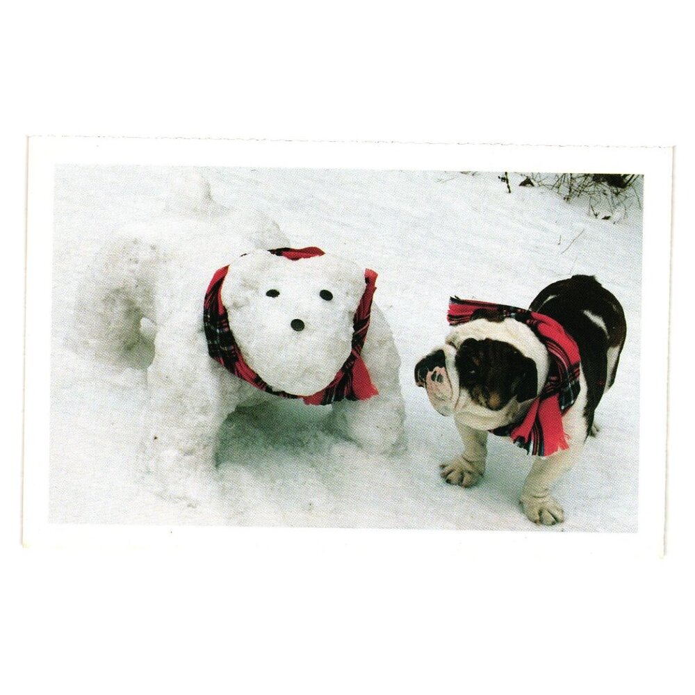 Vintage Postcard Bulldog Snowdog Wearing Red Scarves Humor North Shore Animal